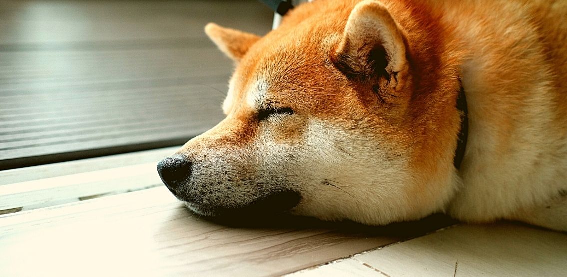 Dogecoin Recap: From Dormant Accounts To Helping Animal Shelters In Chicago