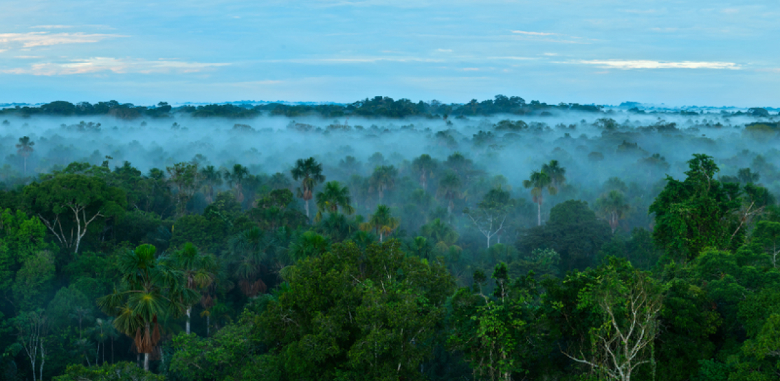 Celo blockchain announces Climate Collective, a community effort to fight climate change by tokenizing rainforests