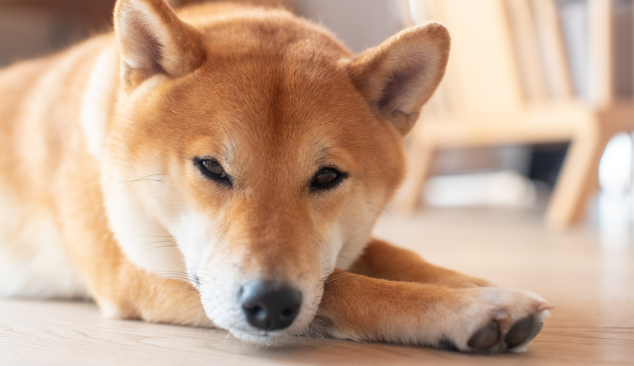 Binance lists ‘Dogecoin Killer’ Shiba Token, Issues Warning On Holder Concentration 
