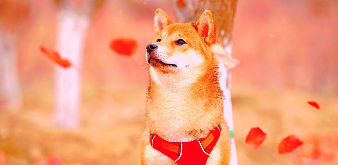 Dog Meme Tokens Weekly Recap: Dogecoin, Shiba, and Baby Doge