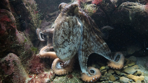 Kraken Underwater with CFTC Leaving Traders Seeking Compliant Exchanges