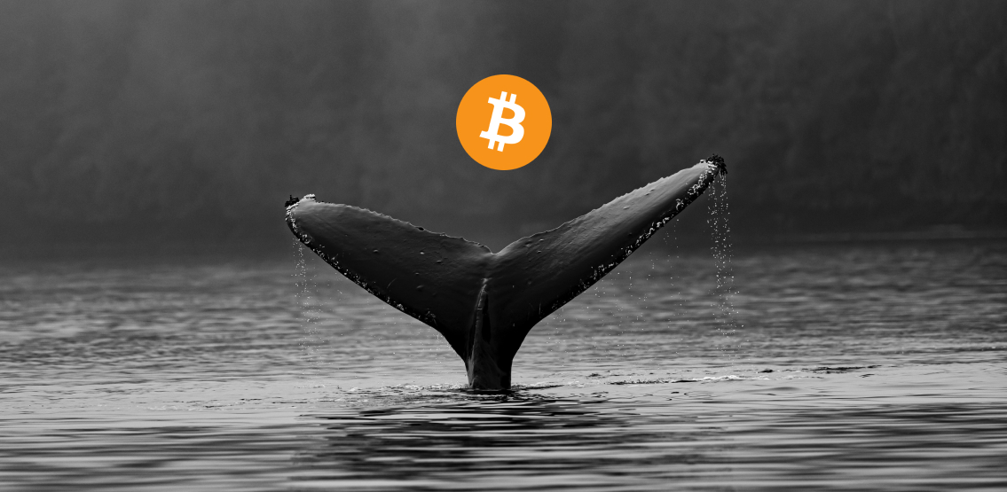 Bitcoin: velryby stále nakupují